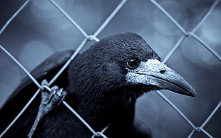 black Crow HD wallpaper